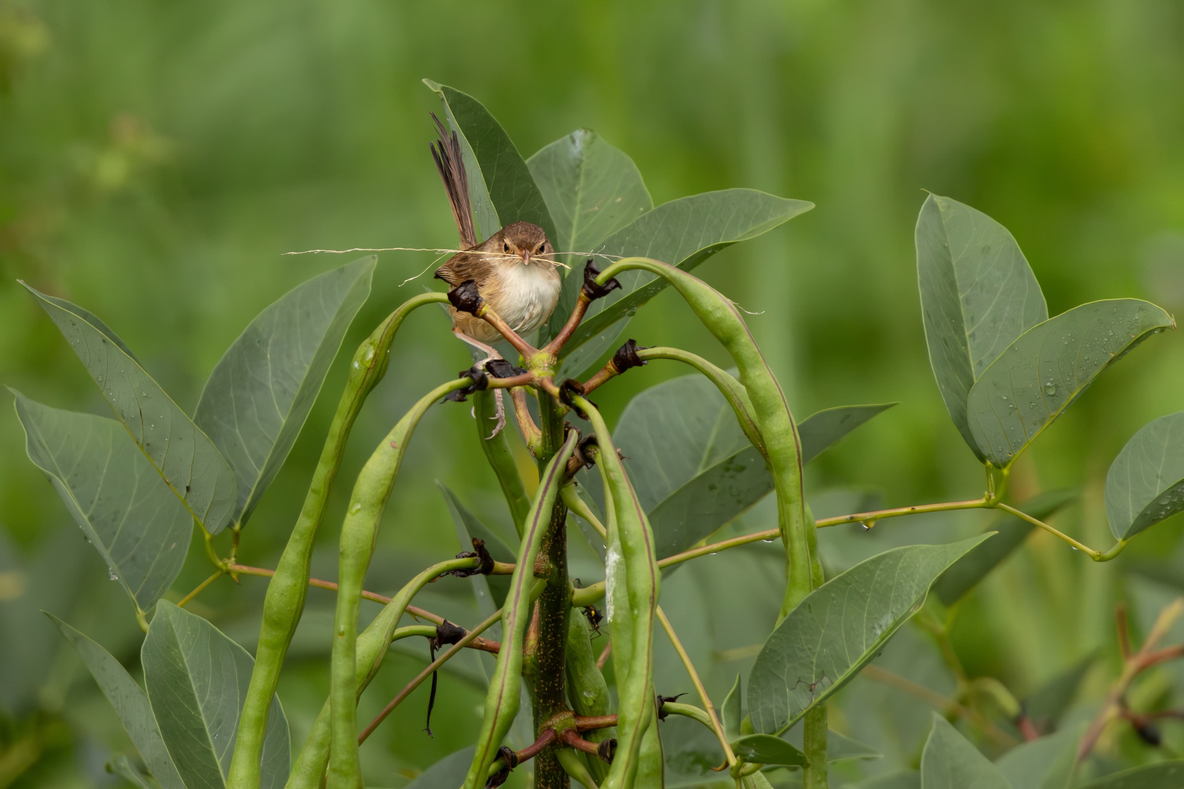 Fairywren with sticks