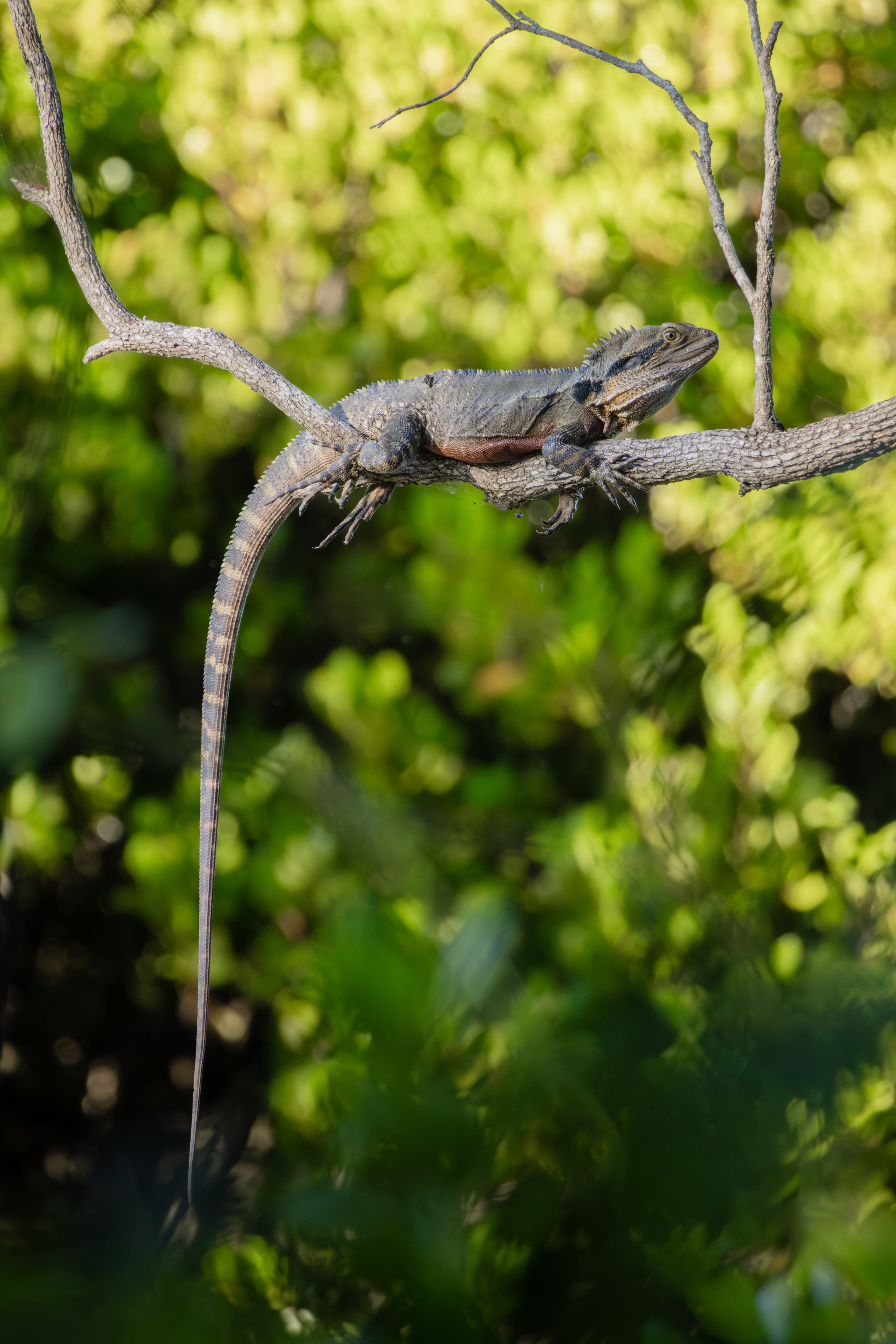 Water Dragon