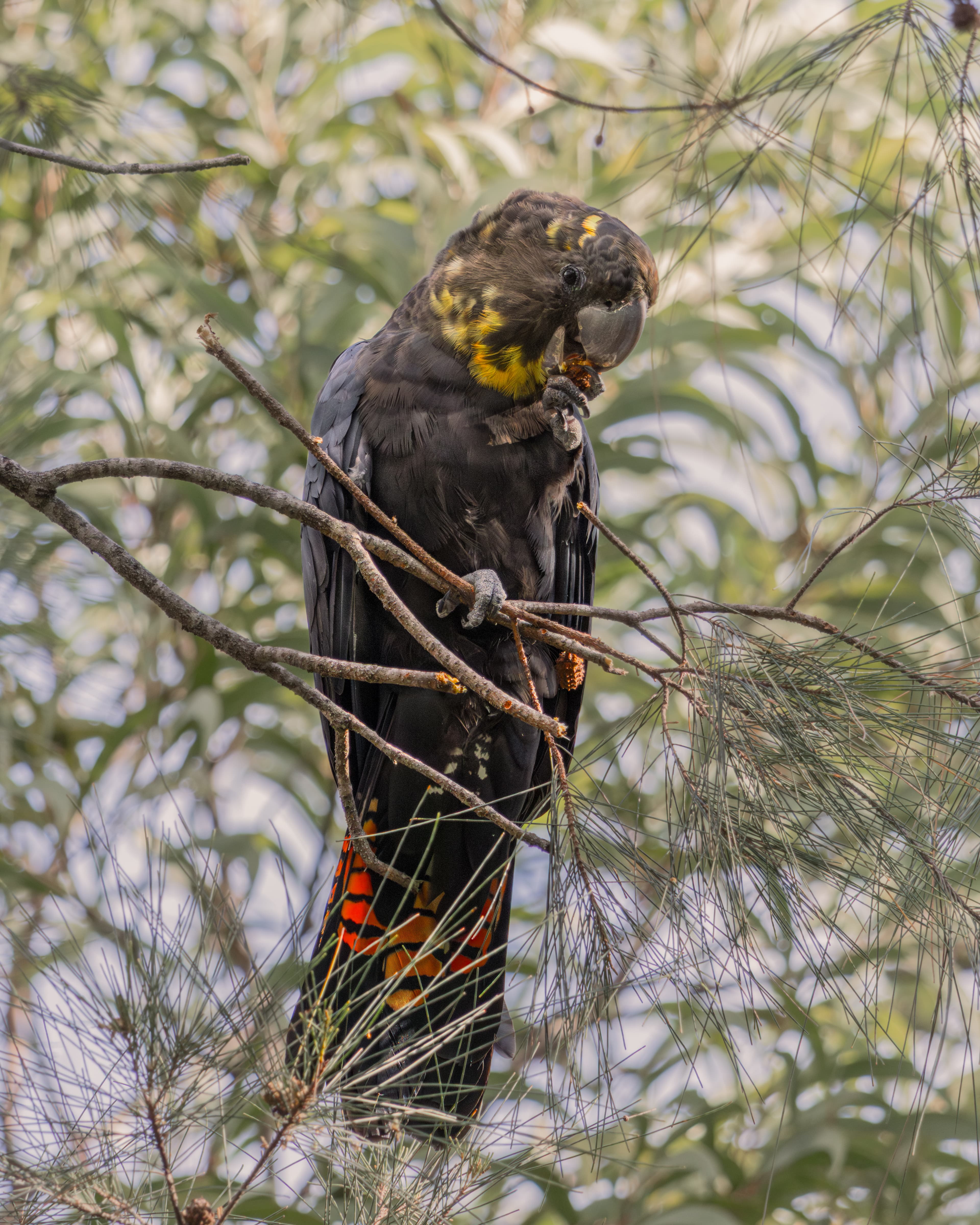 Glossy Black Cockatoo