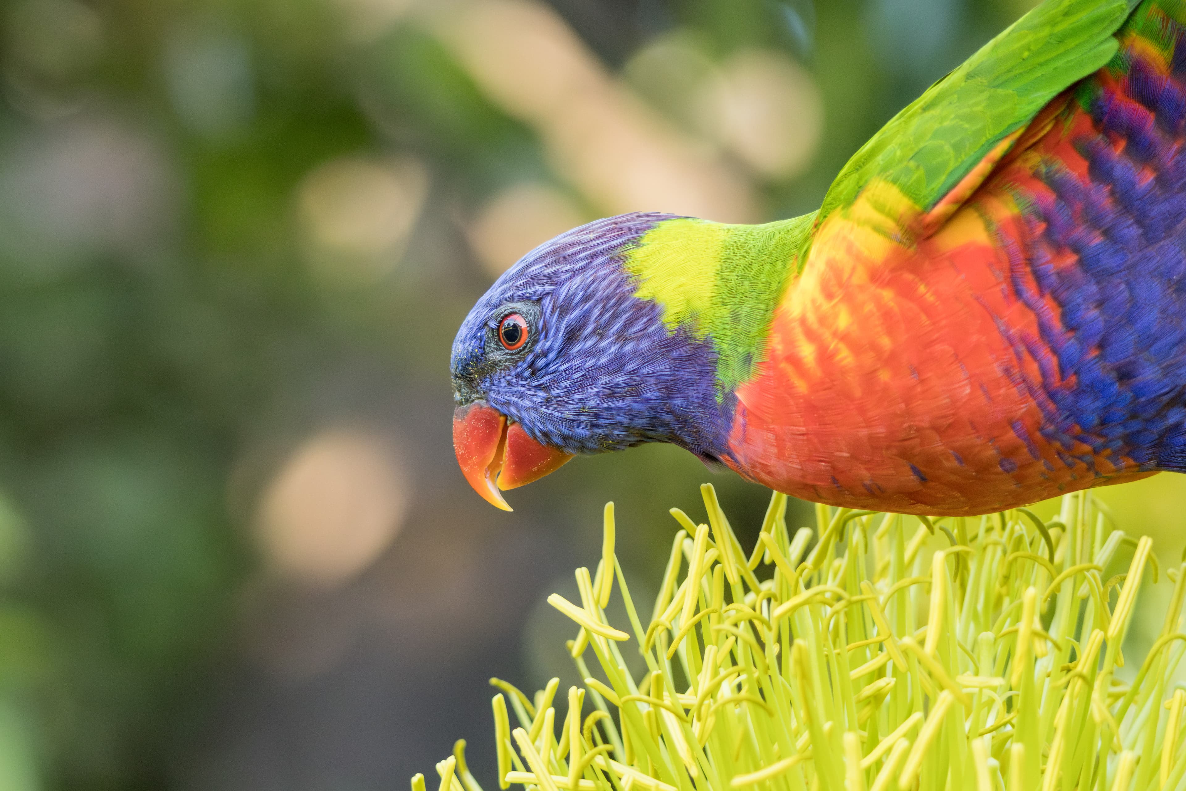 Rainbow Lorikeet
