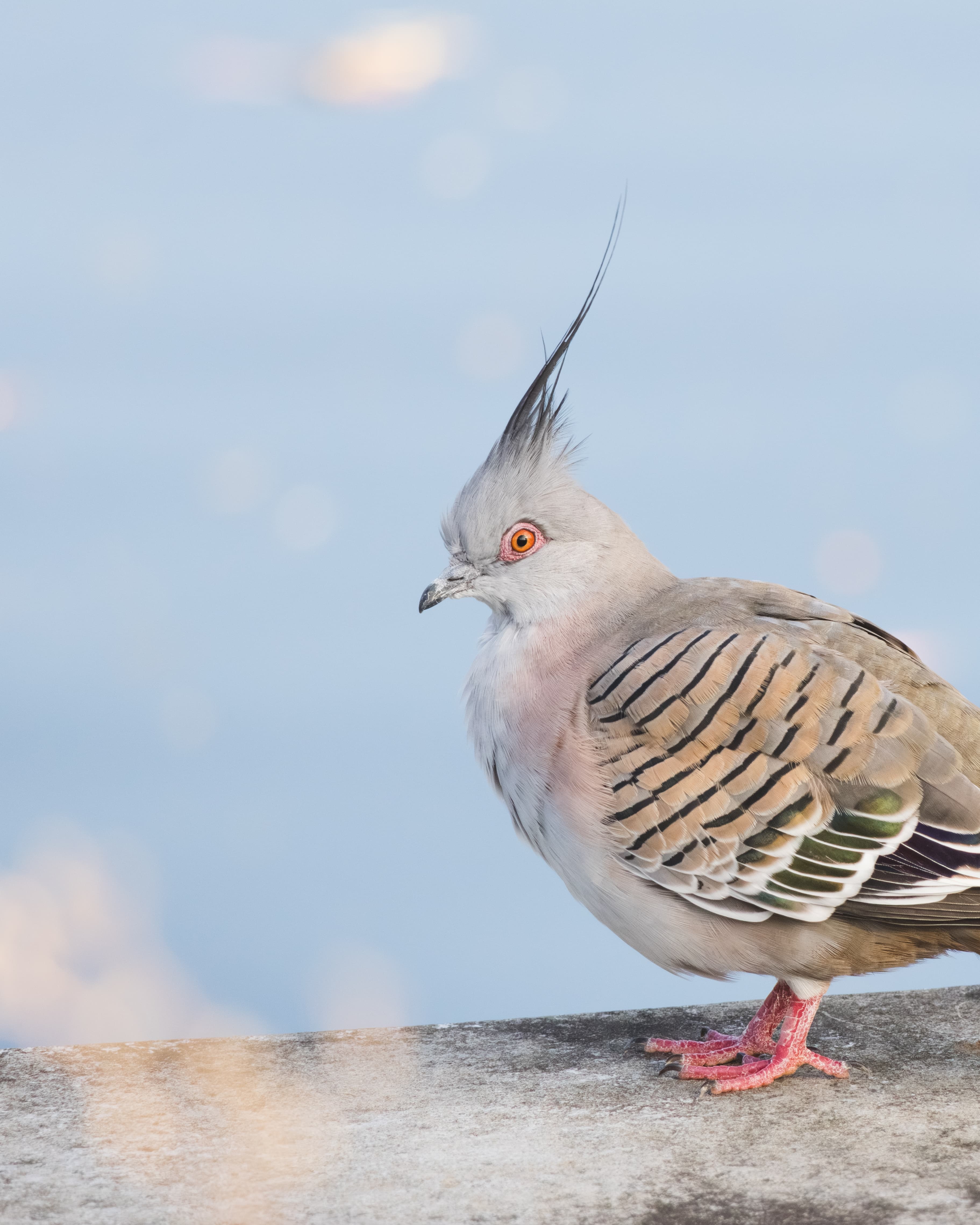 Crested Pigeon