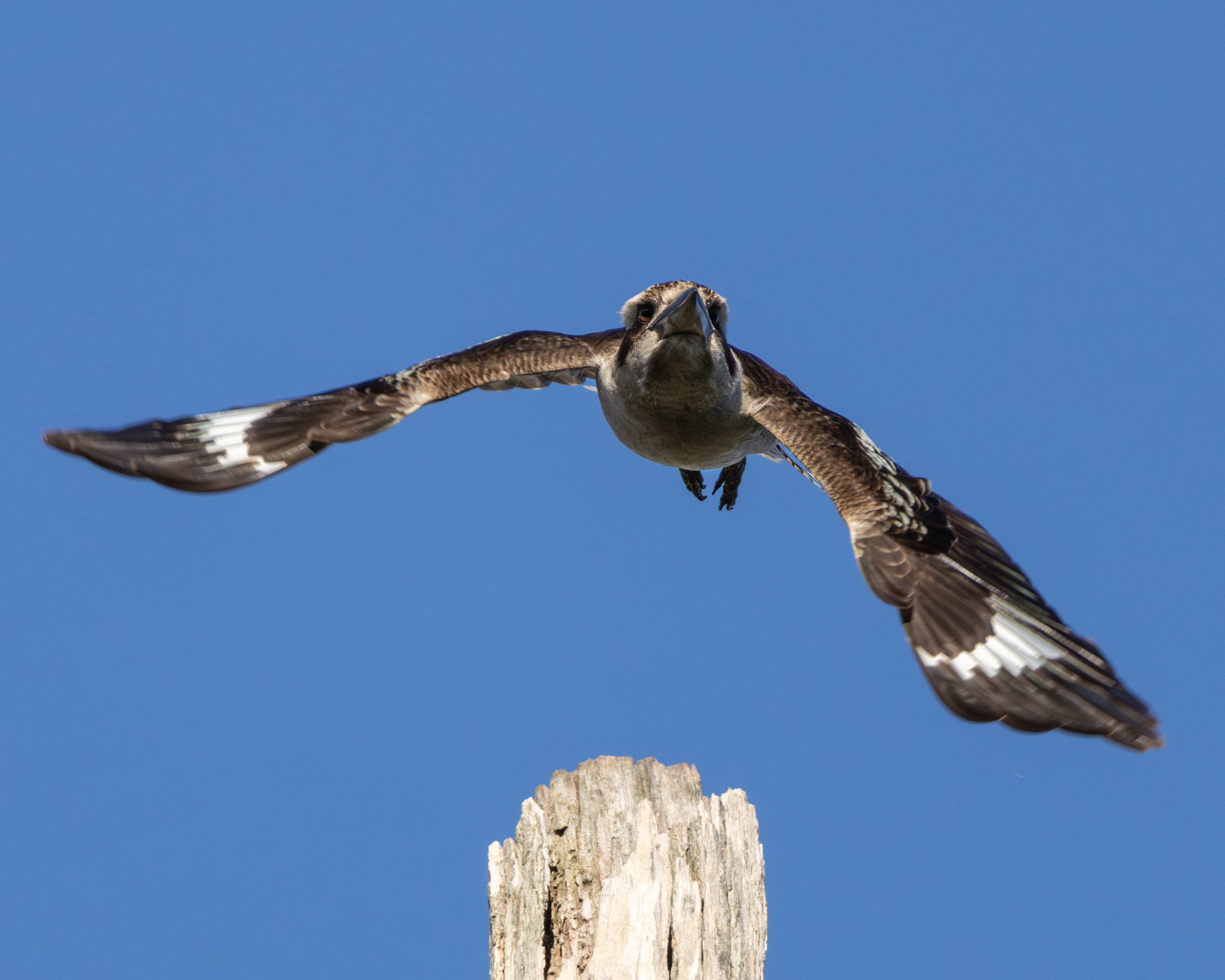 Kookaburra in flight