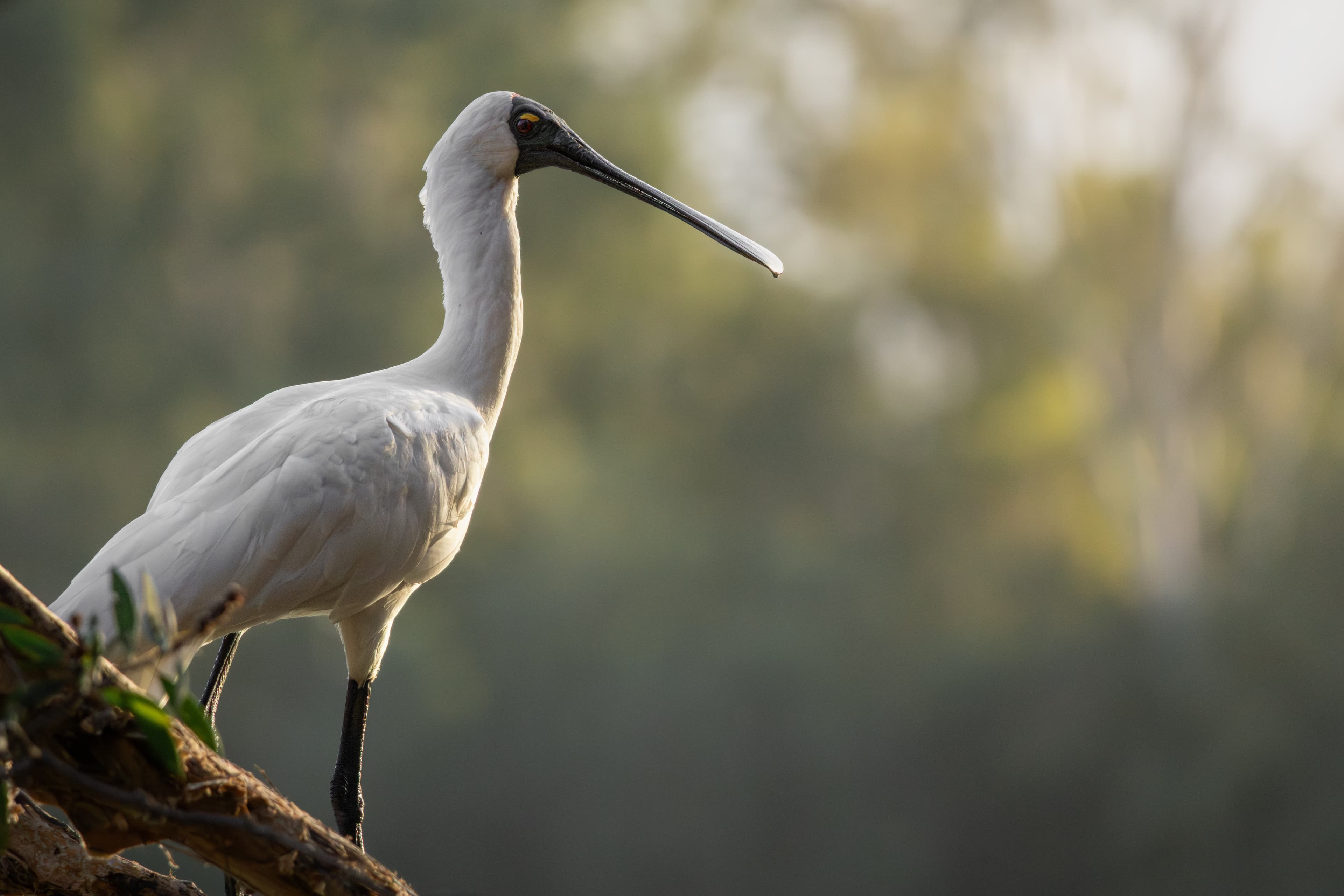 Royal Spoonbill