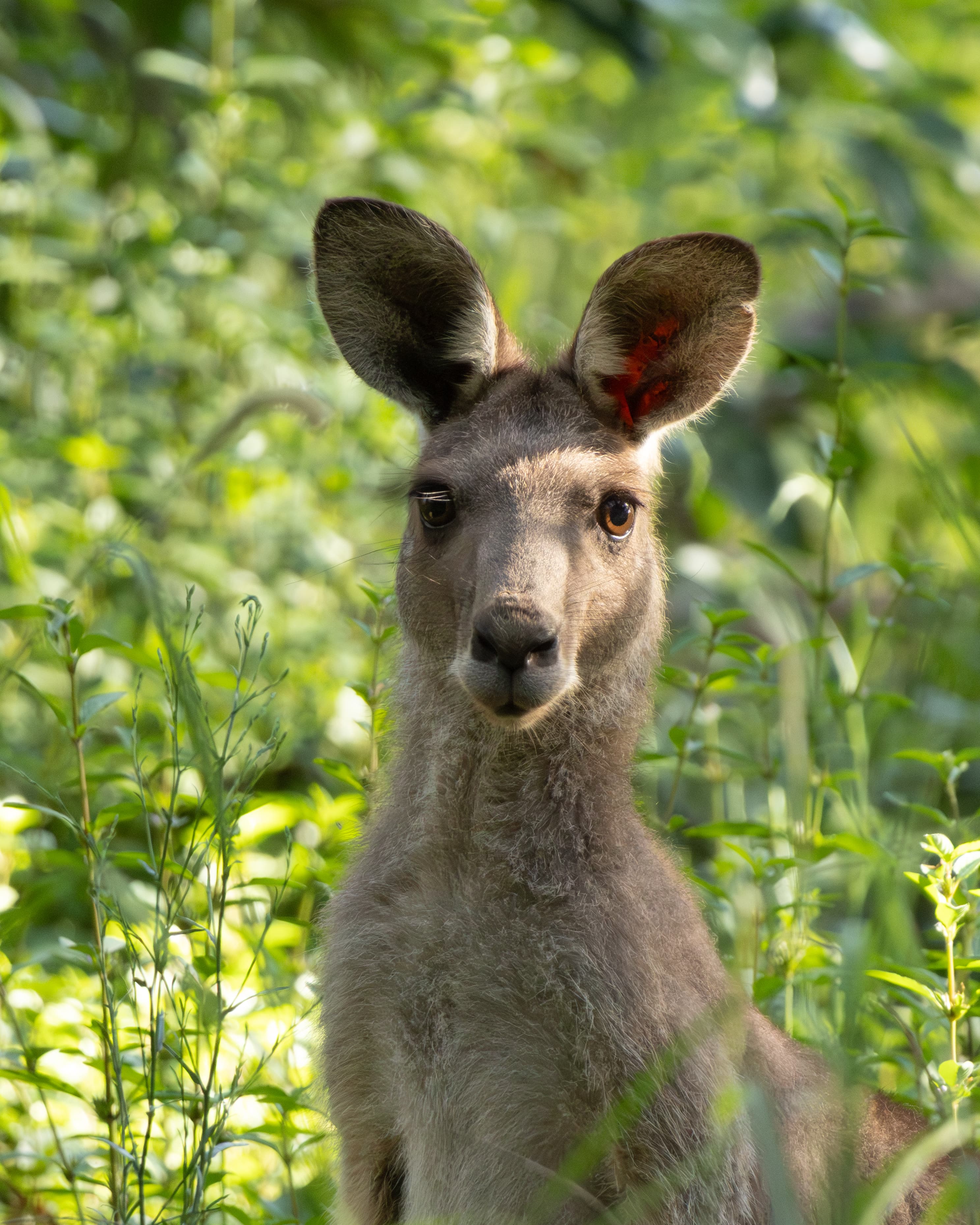 Eastern Grey Kangaroo