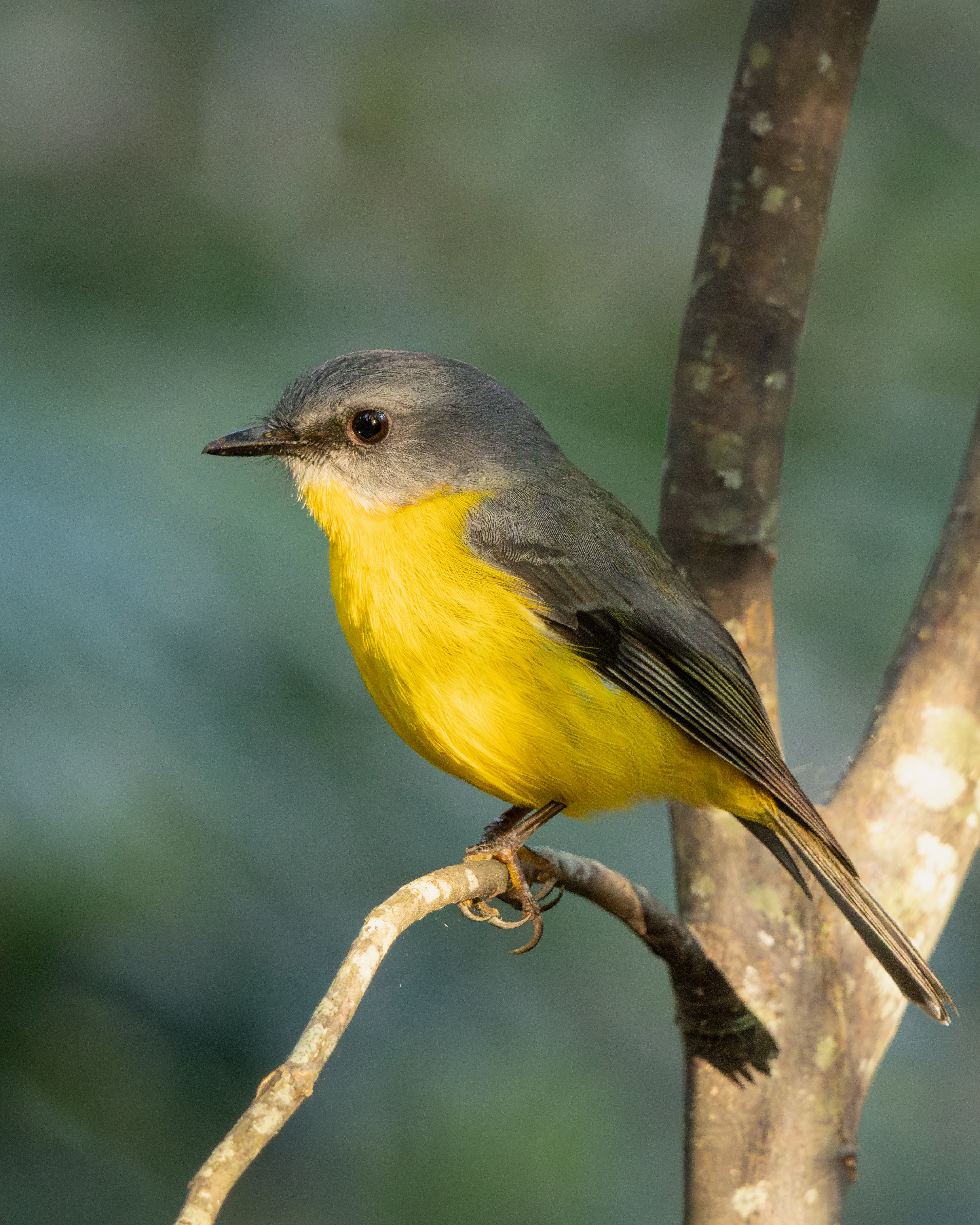 Eastern Yellow Robin
