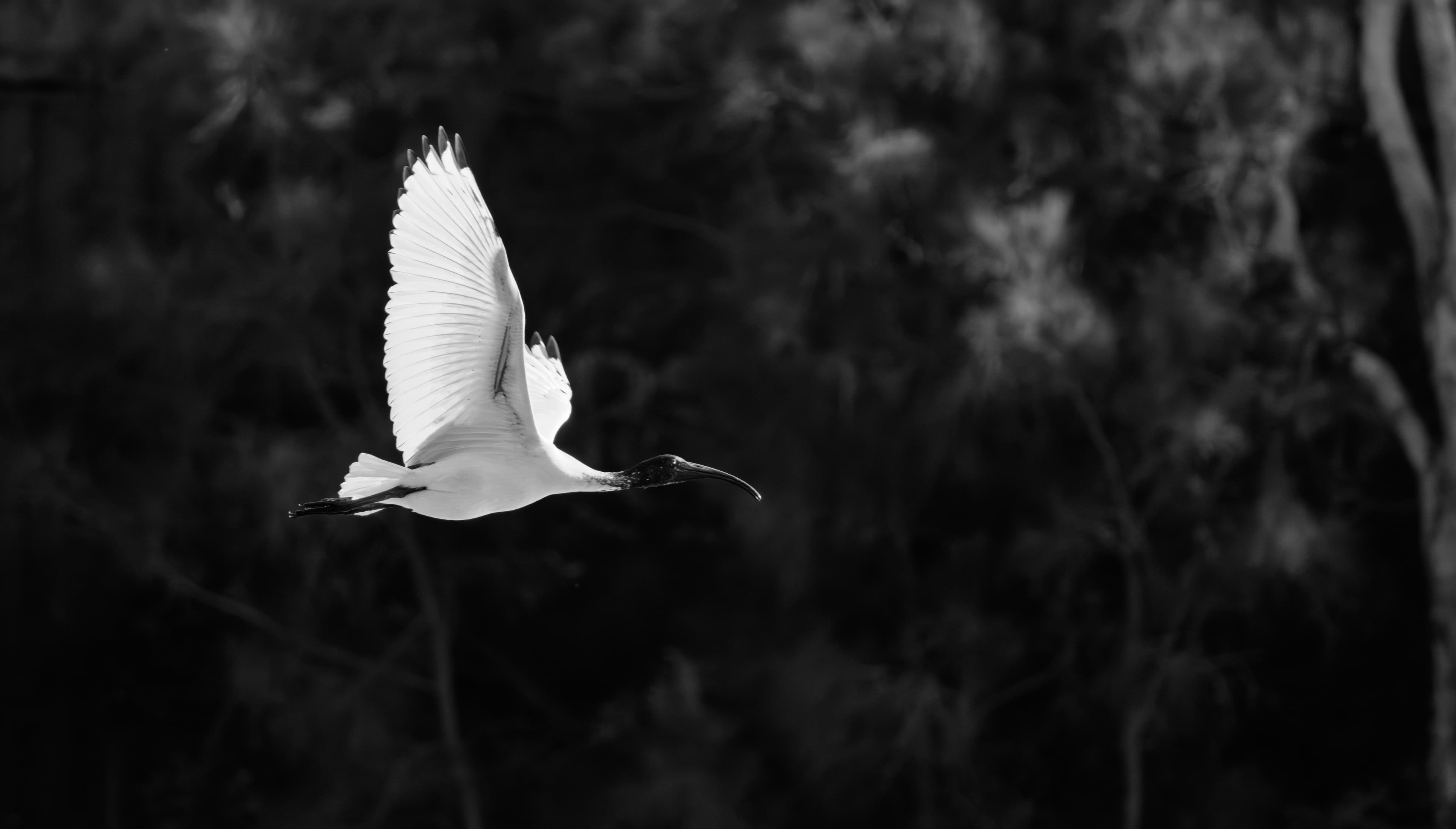 Ibis in flight