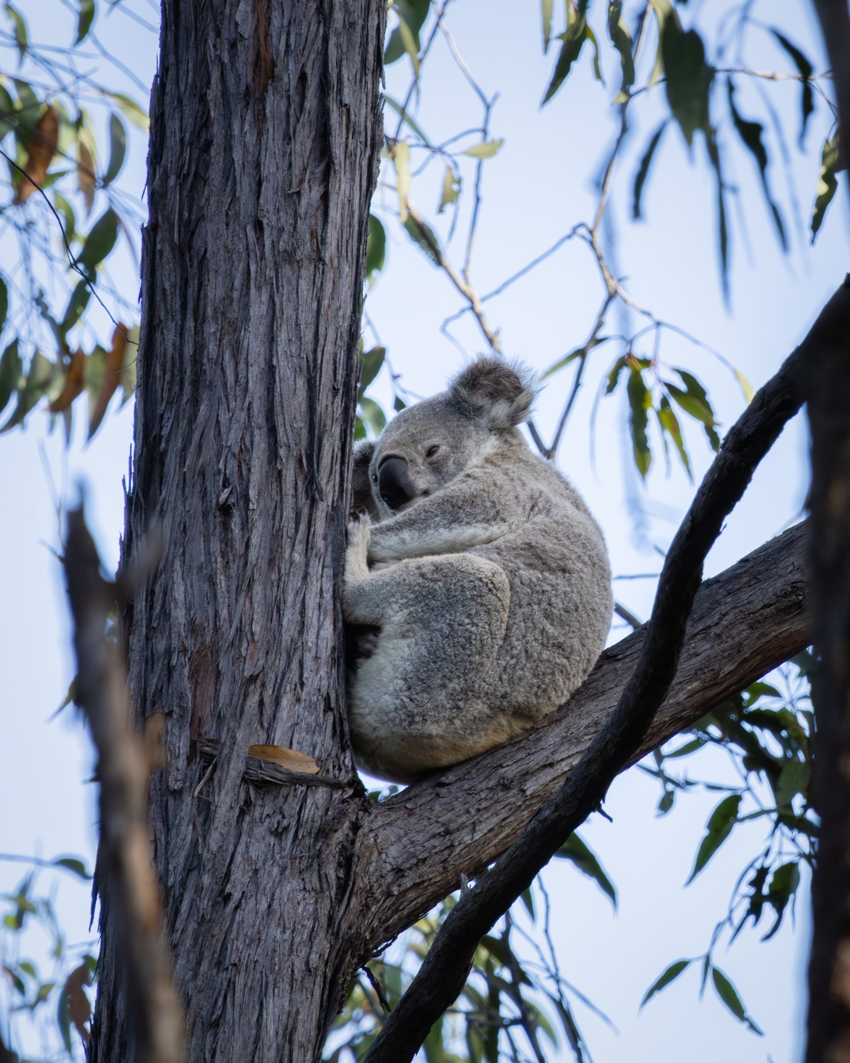 Koala