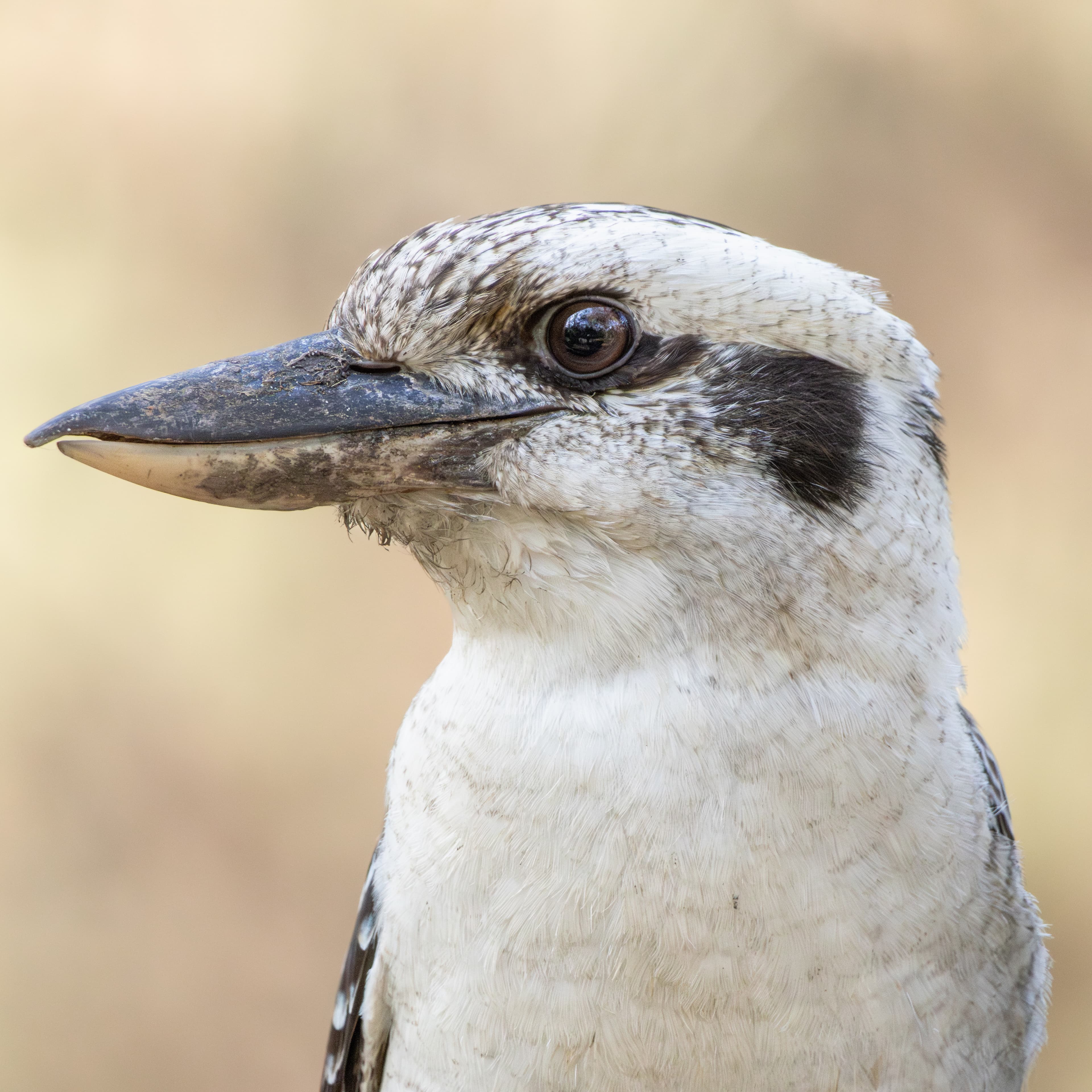 Laughing Kookaburra Portrait
