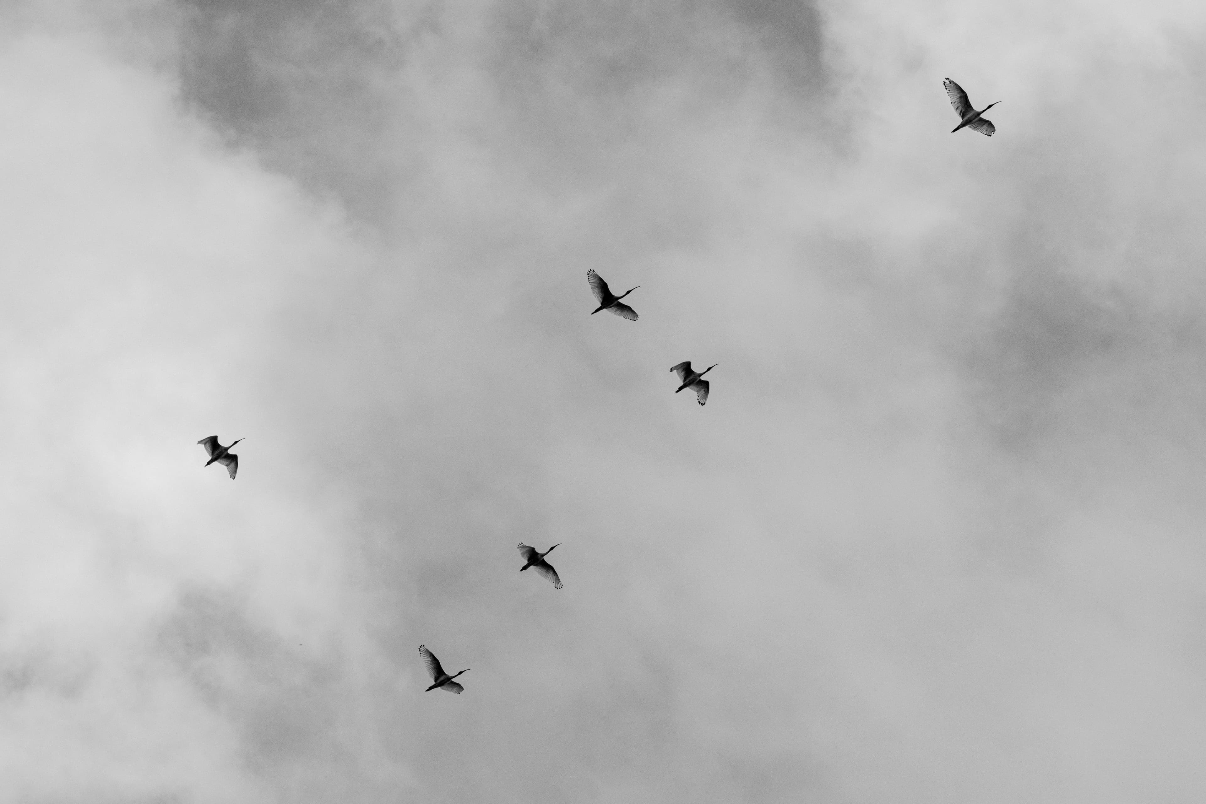 Ibis overhead