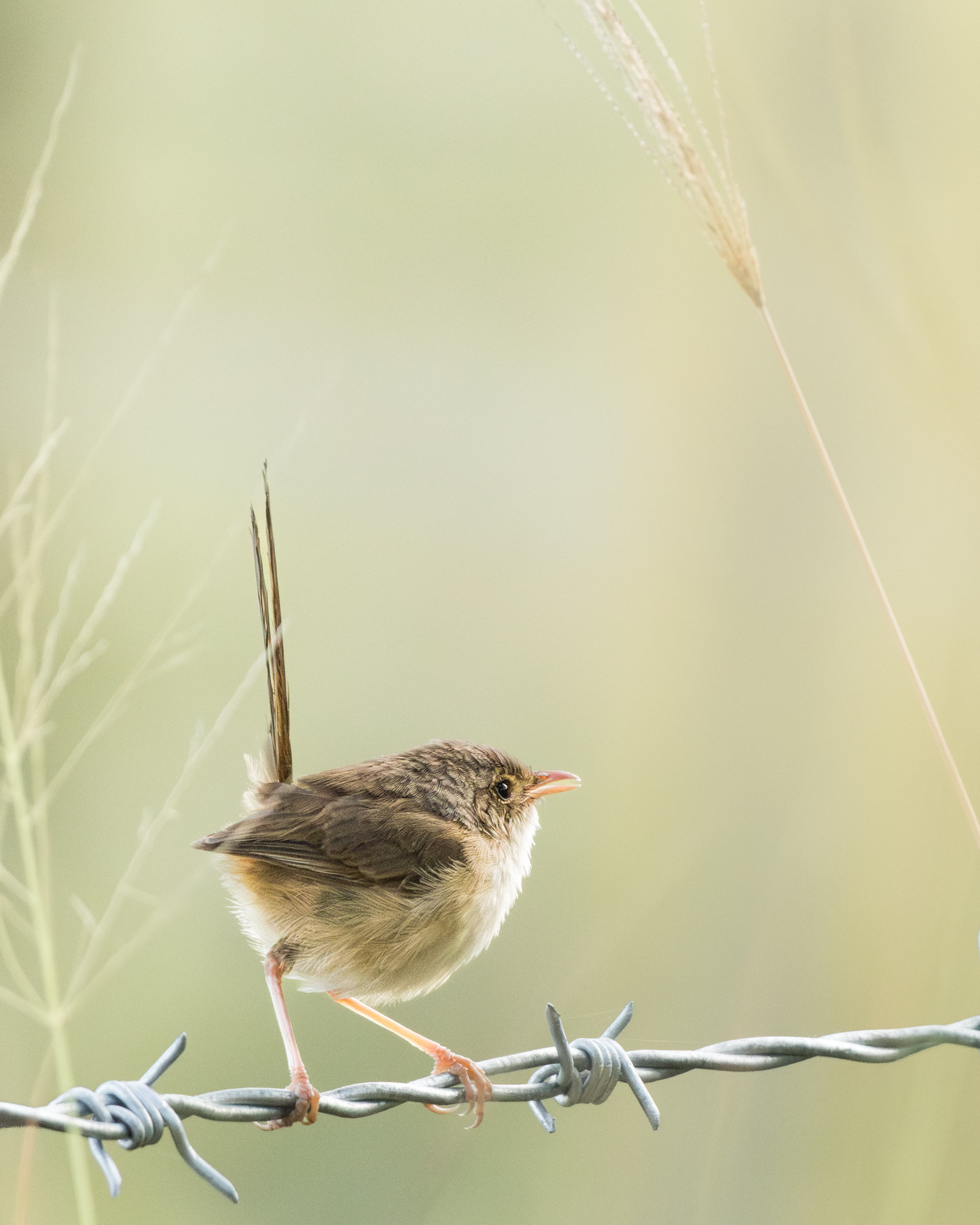 Red-backed Fairywren (female)