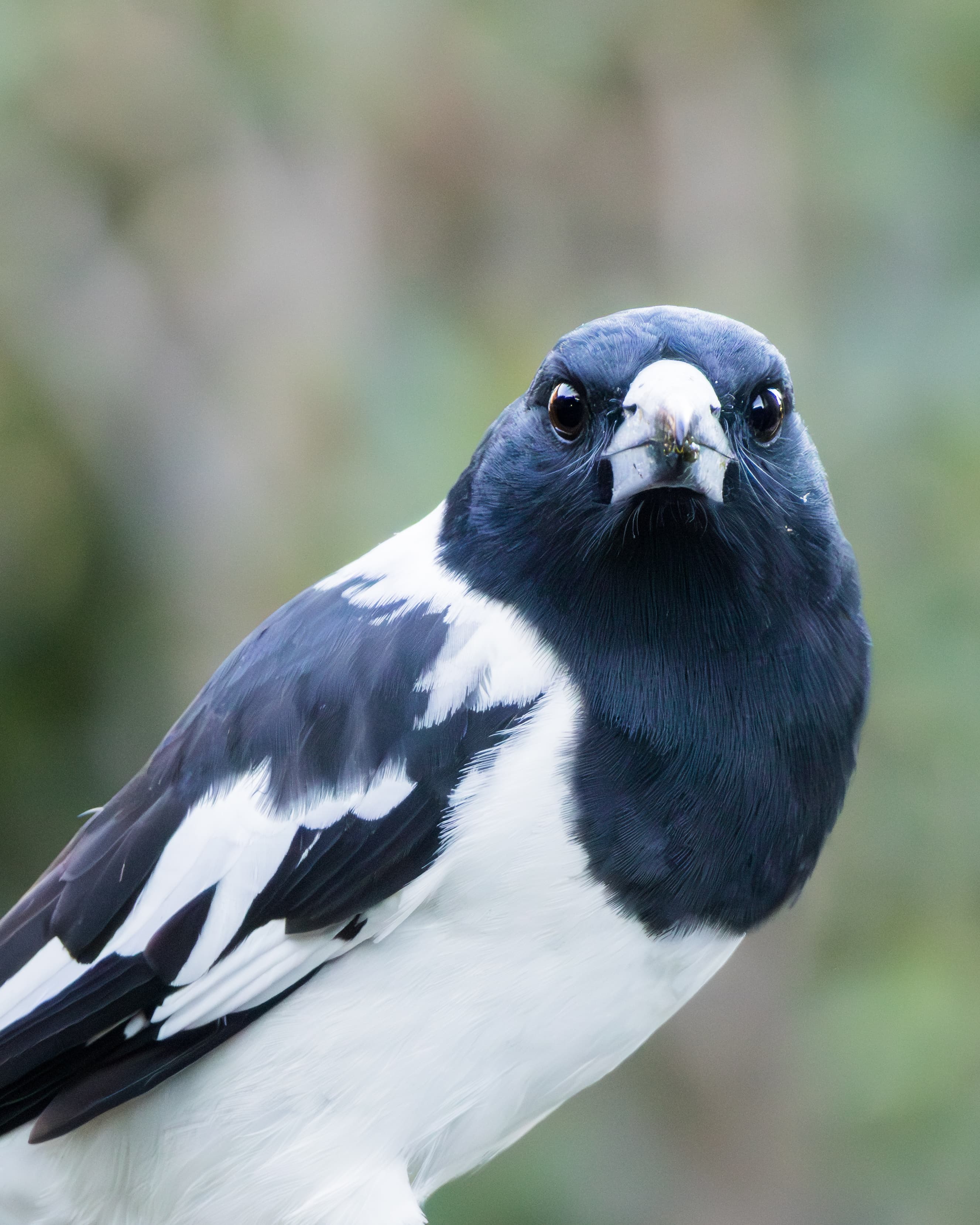 Pied Butcherbird