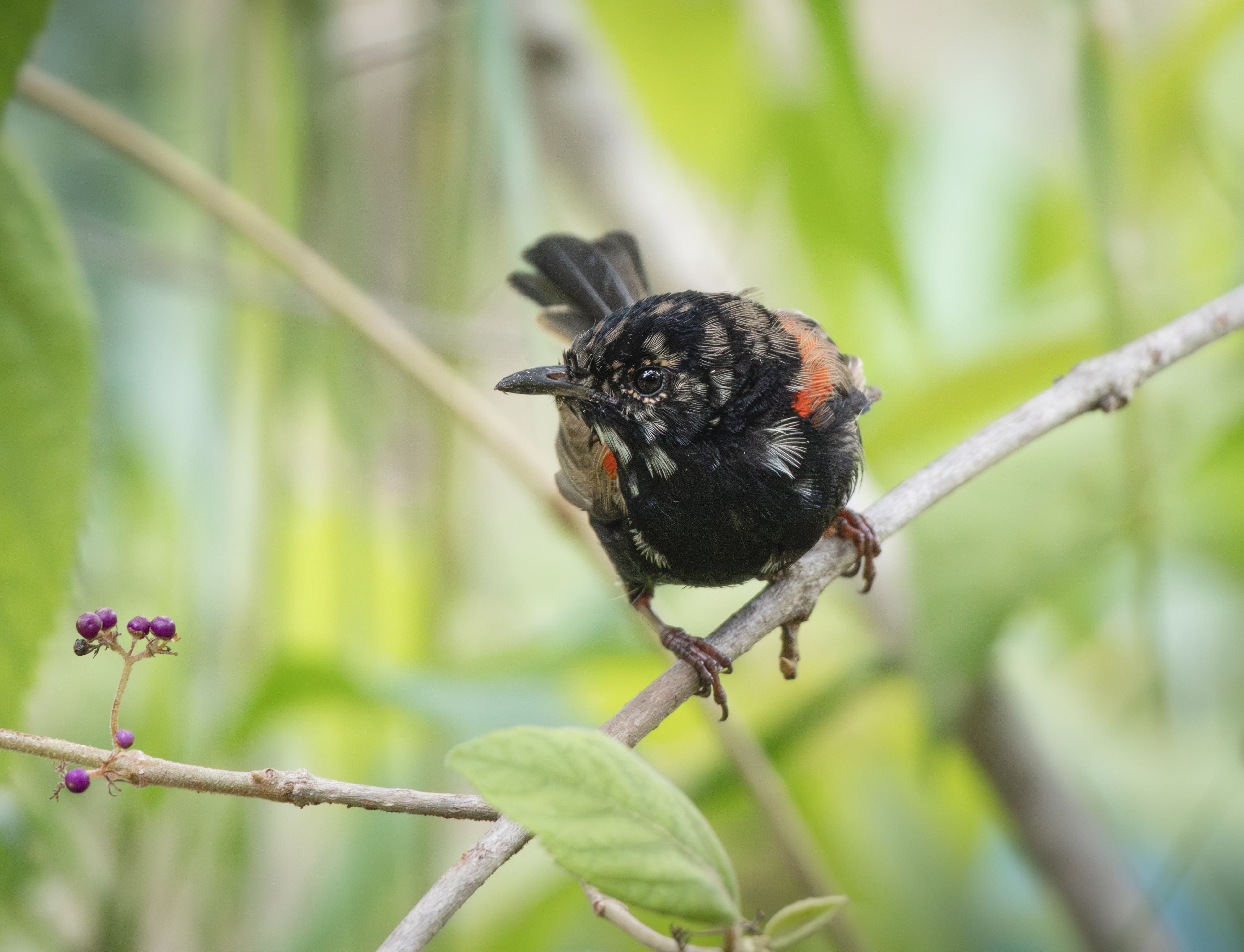 Red-backed Fairywren