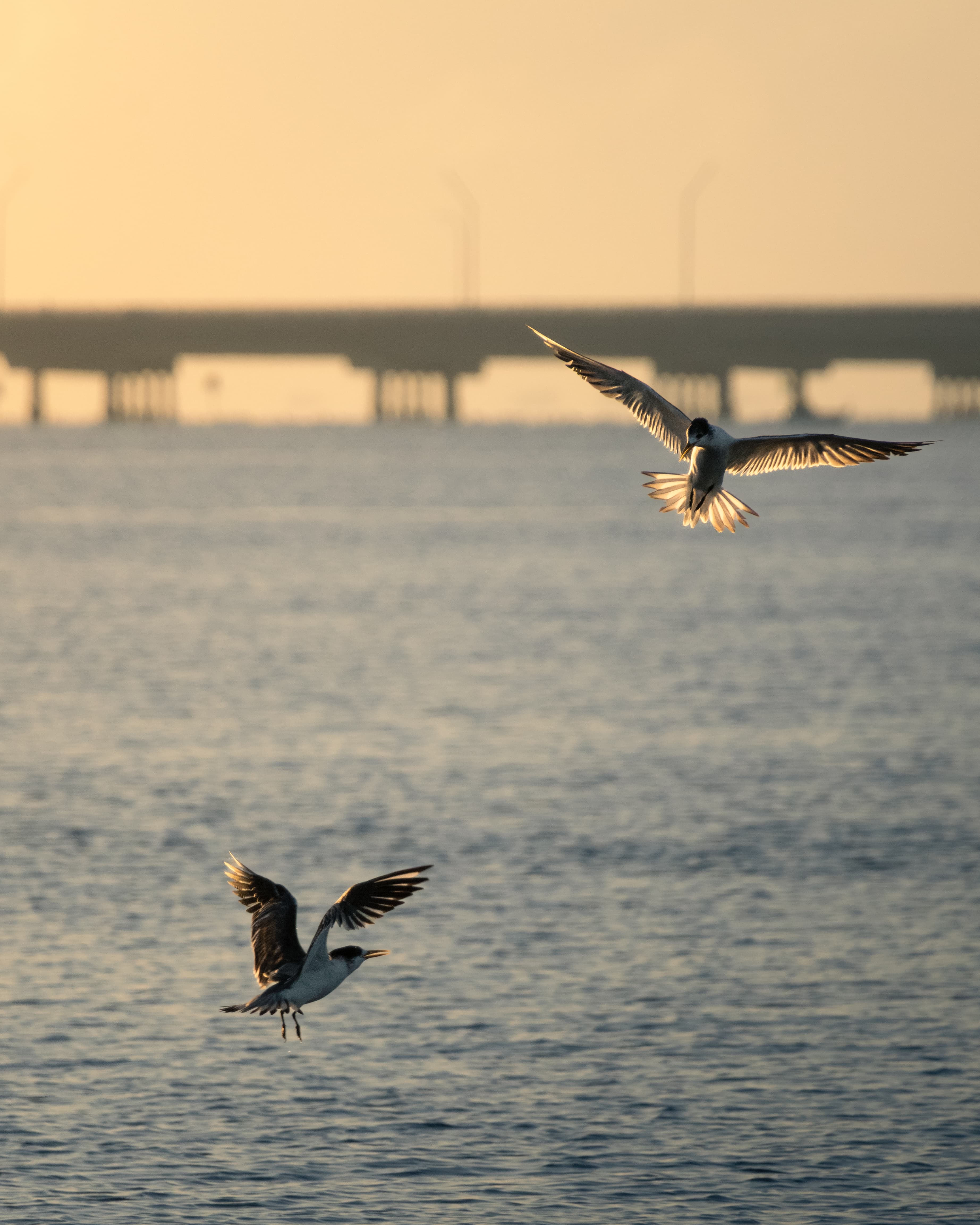 Crested Tern Disagreement