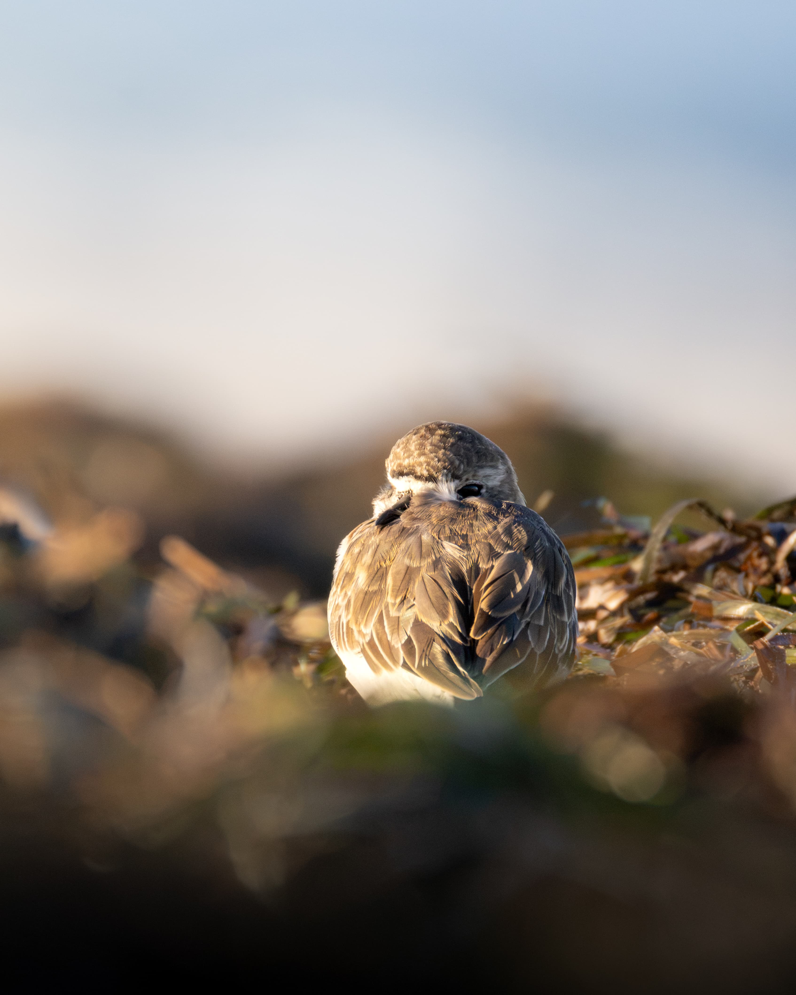 Double-banded Plover