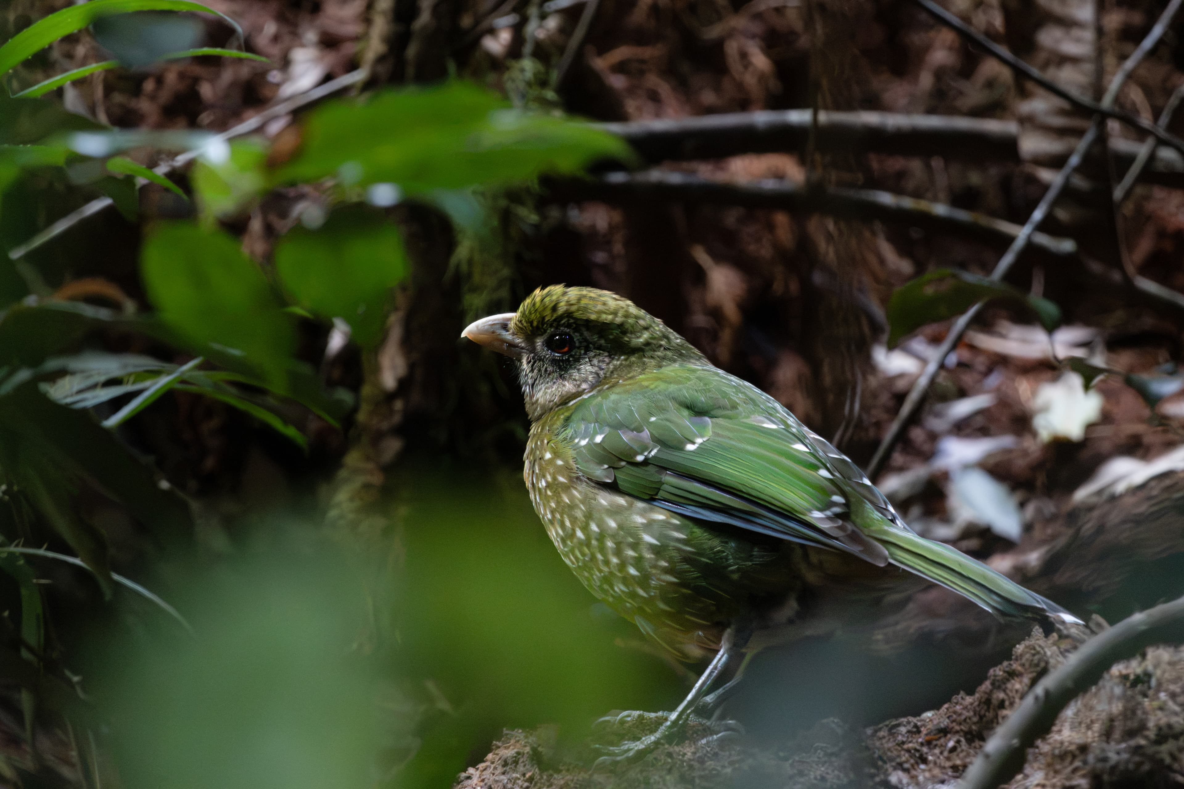 Green Catbird