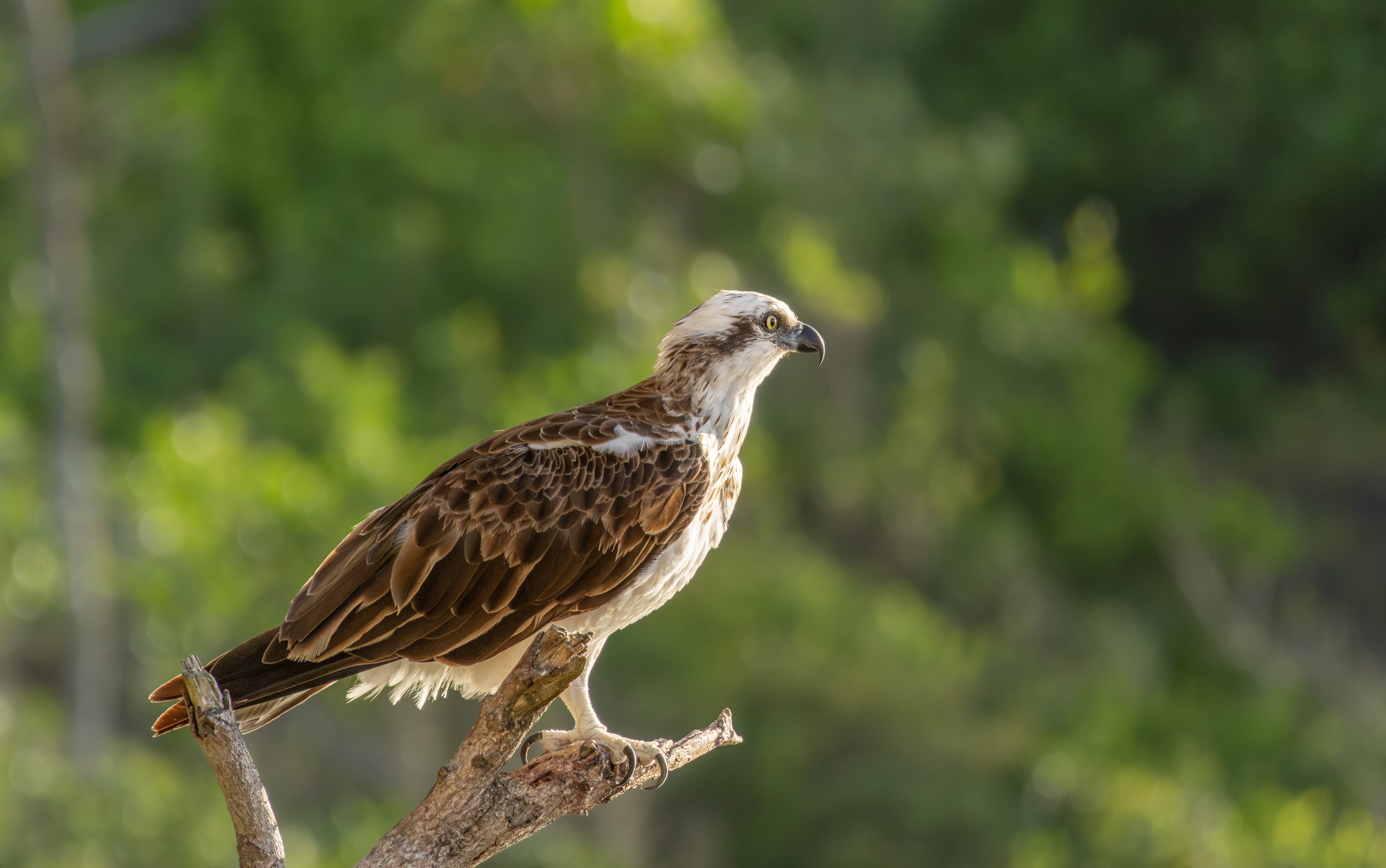 Osprey perched 