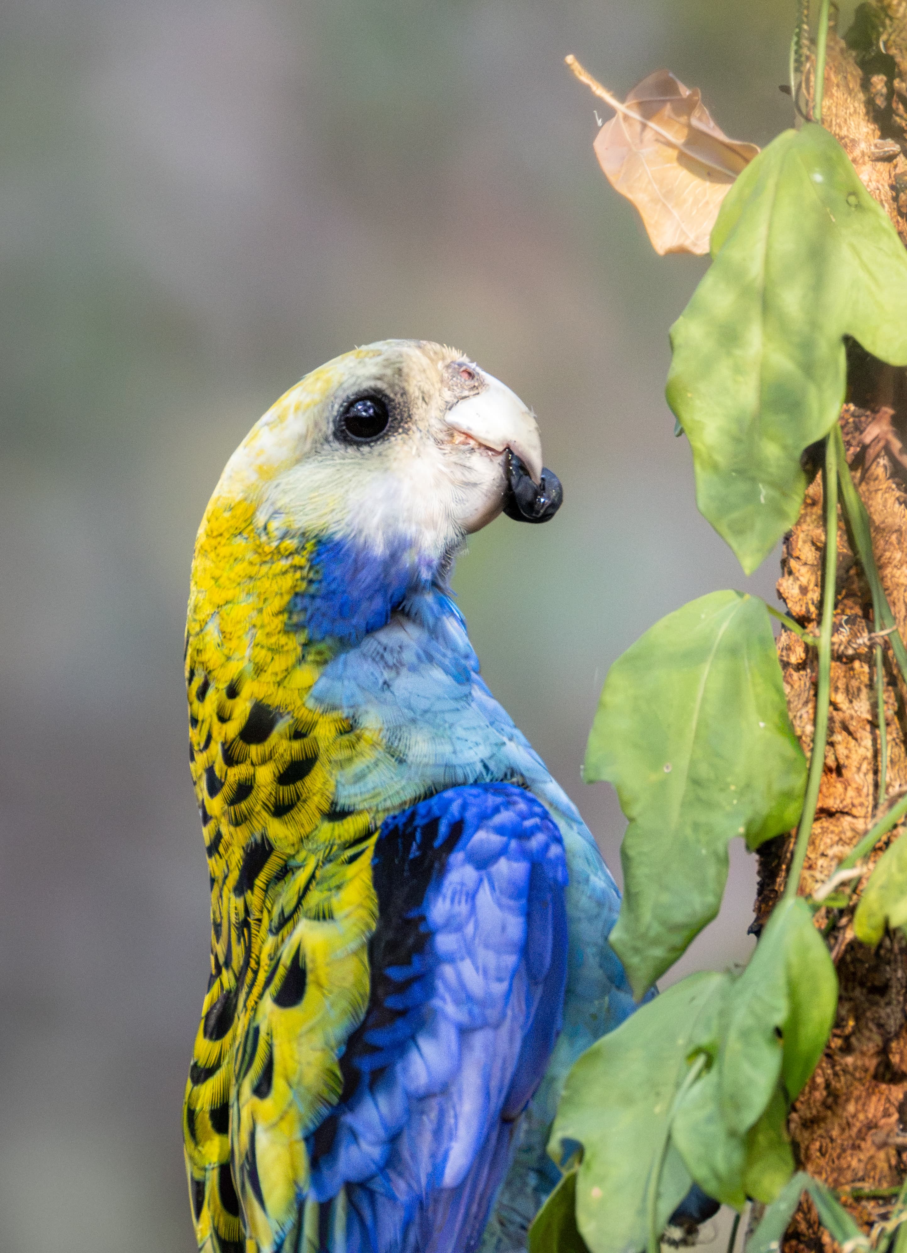 Pale-headed Rosella