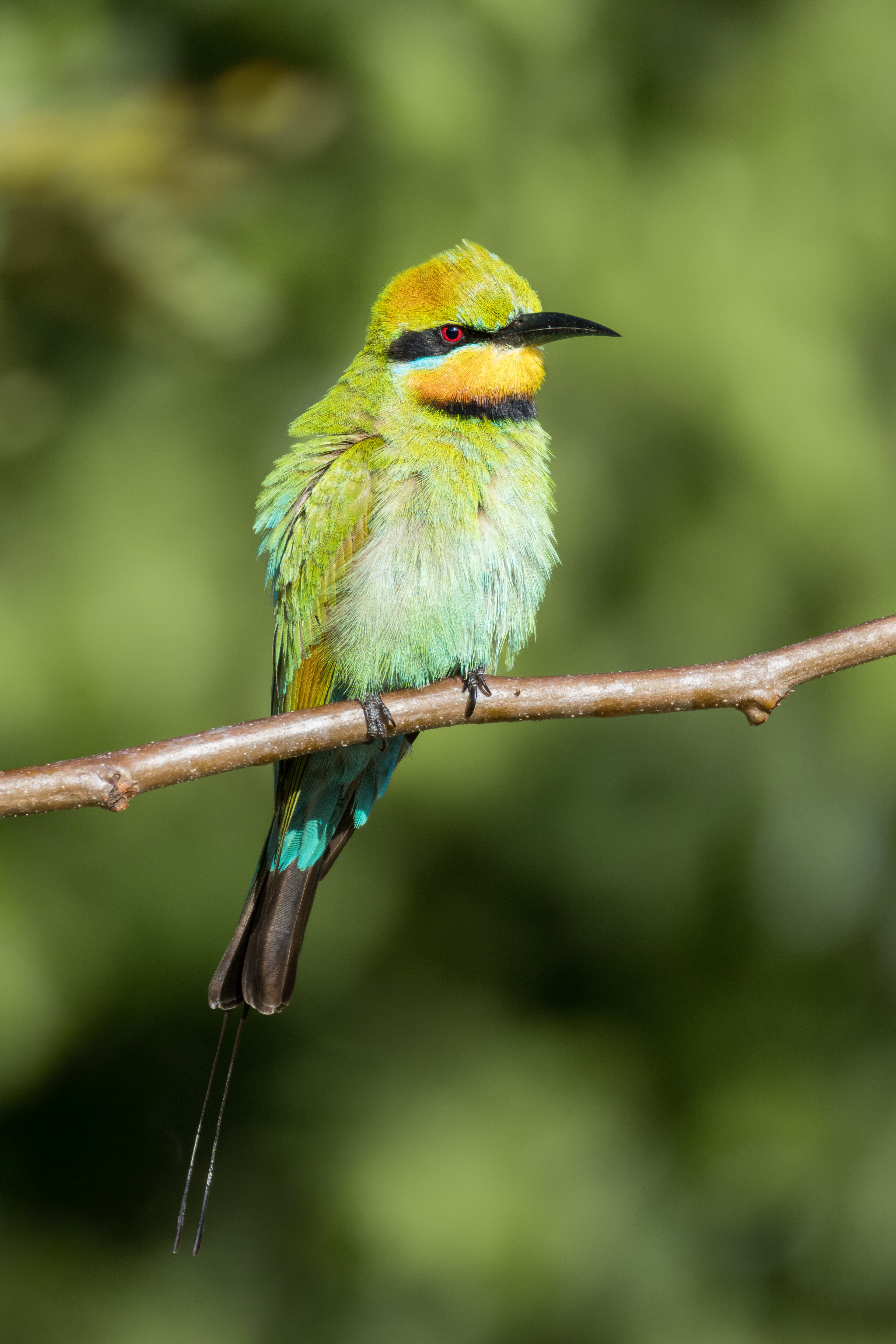 Rainbow Bee-eater