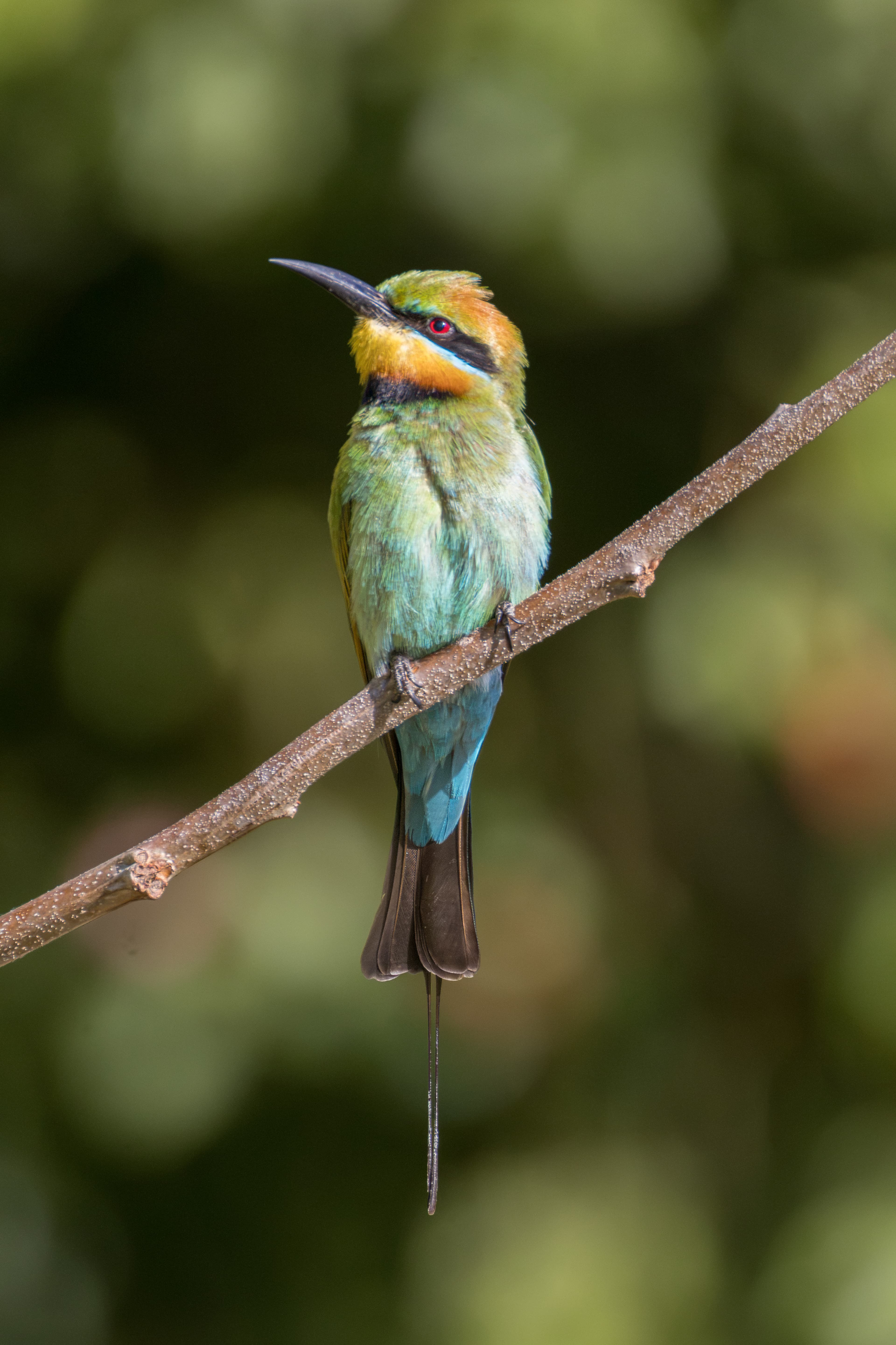 Rainbow Bee-eater