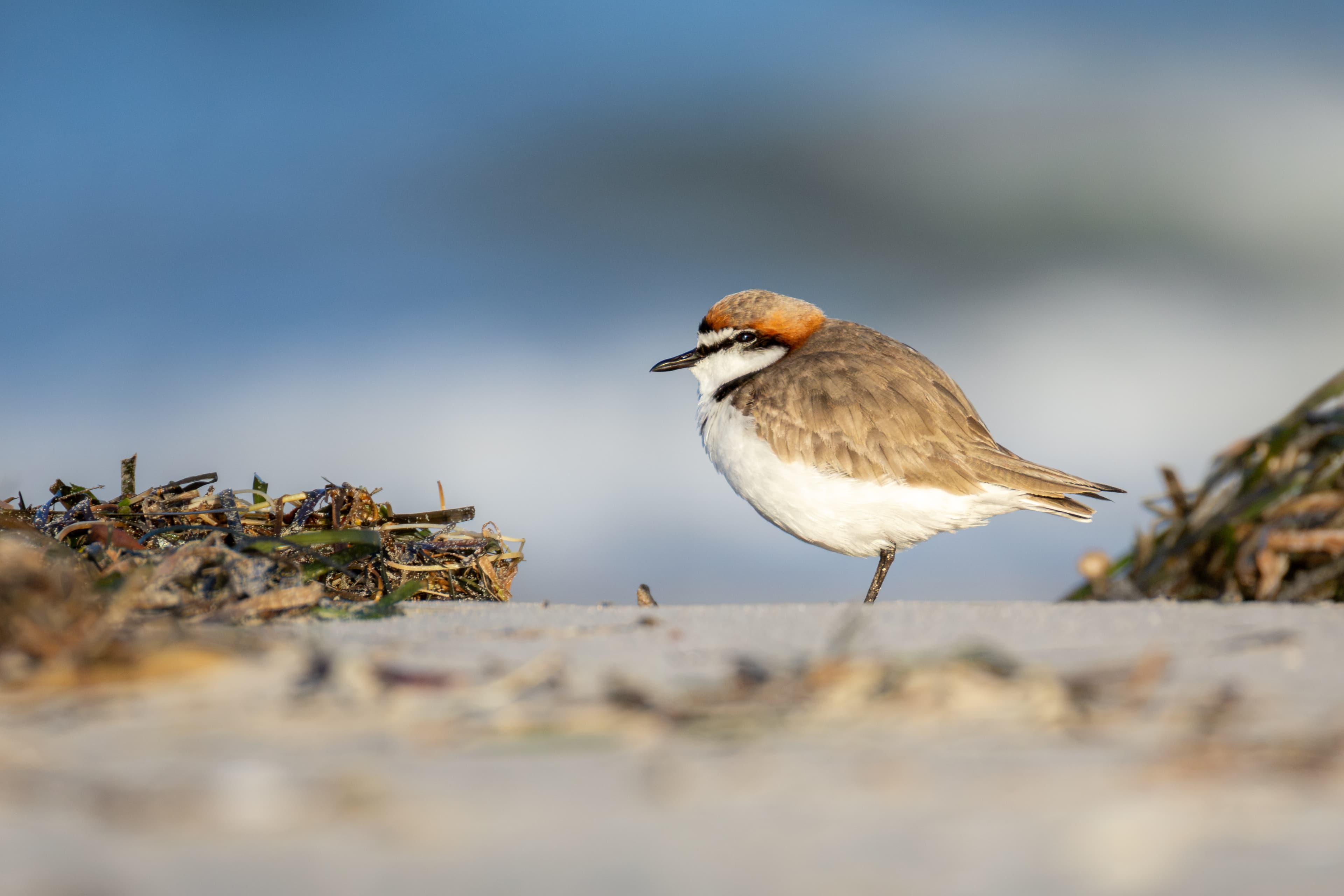 Red-capped Plover