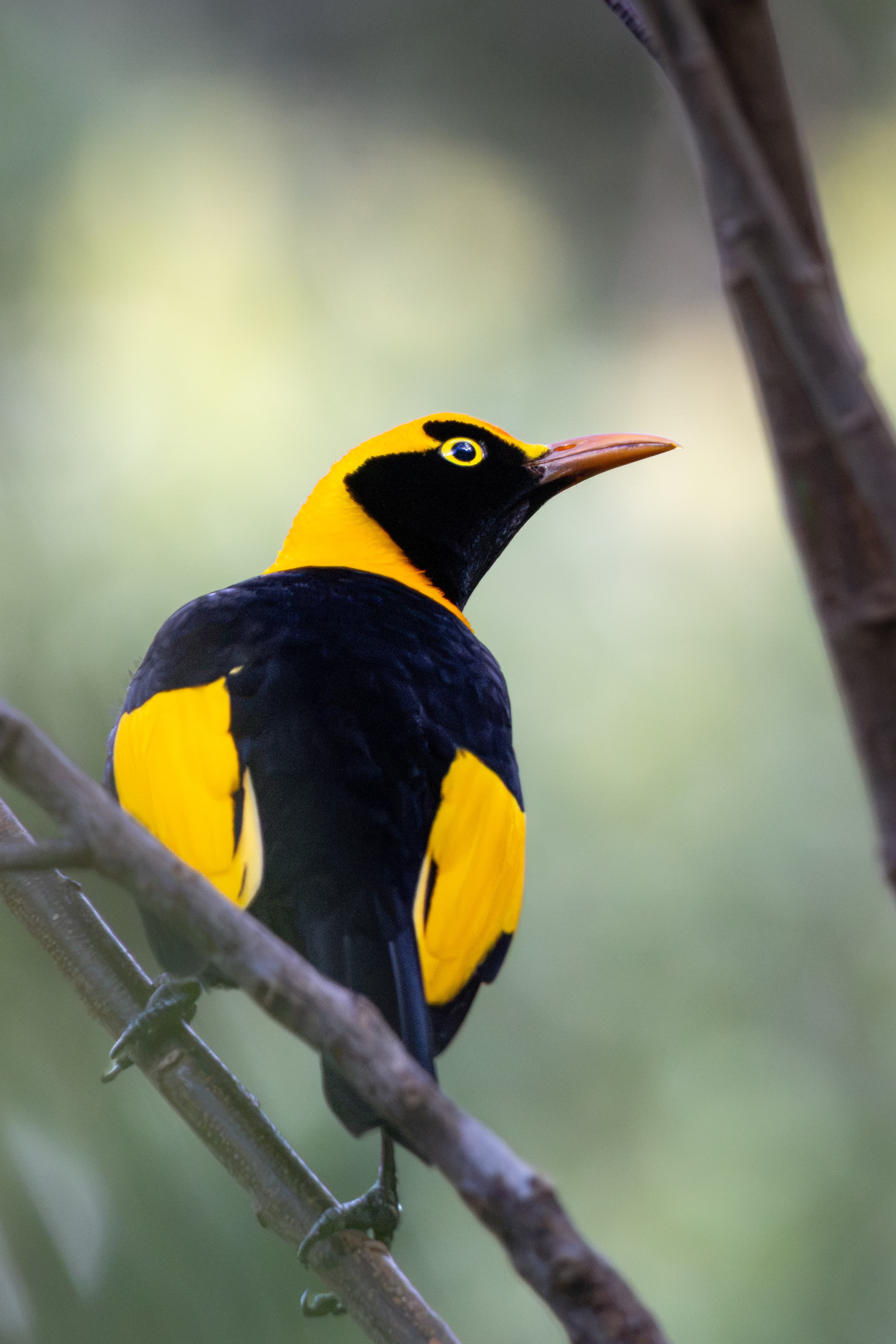 Regent Bowerbird