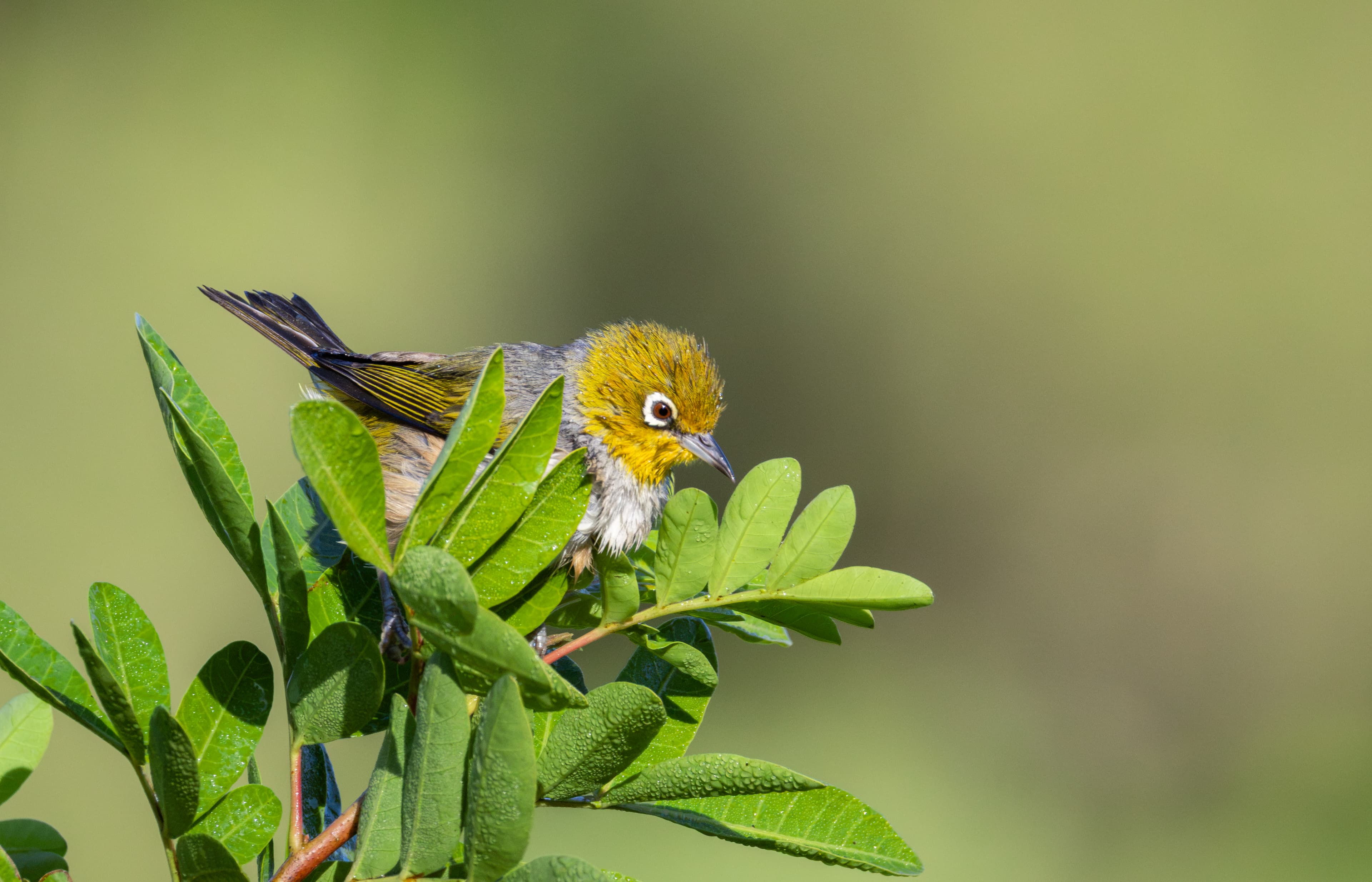Silvereye
