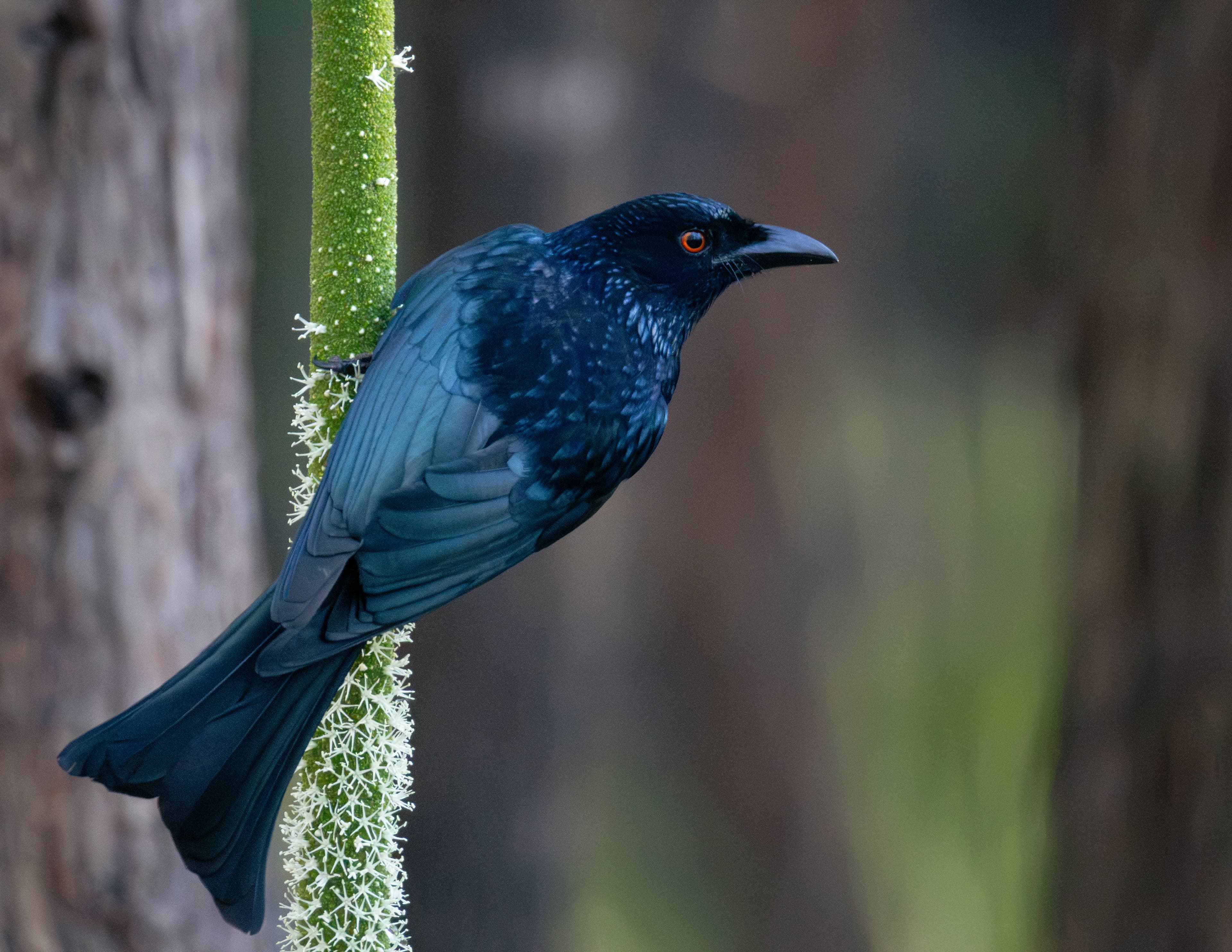 Spangled Drongo