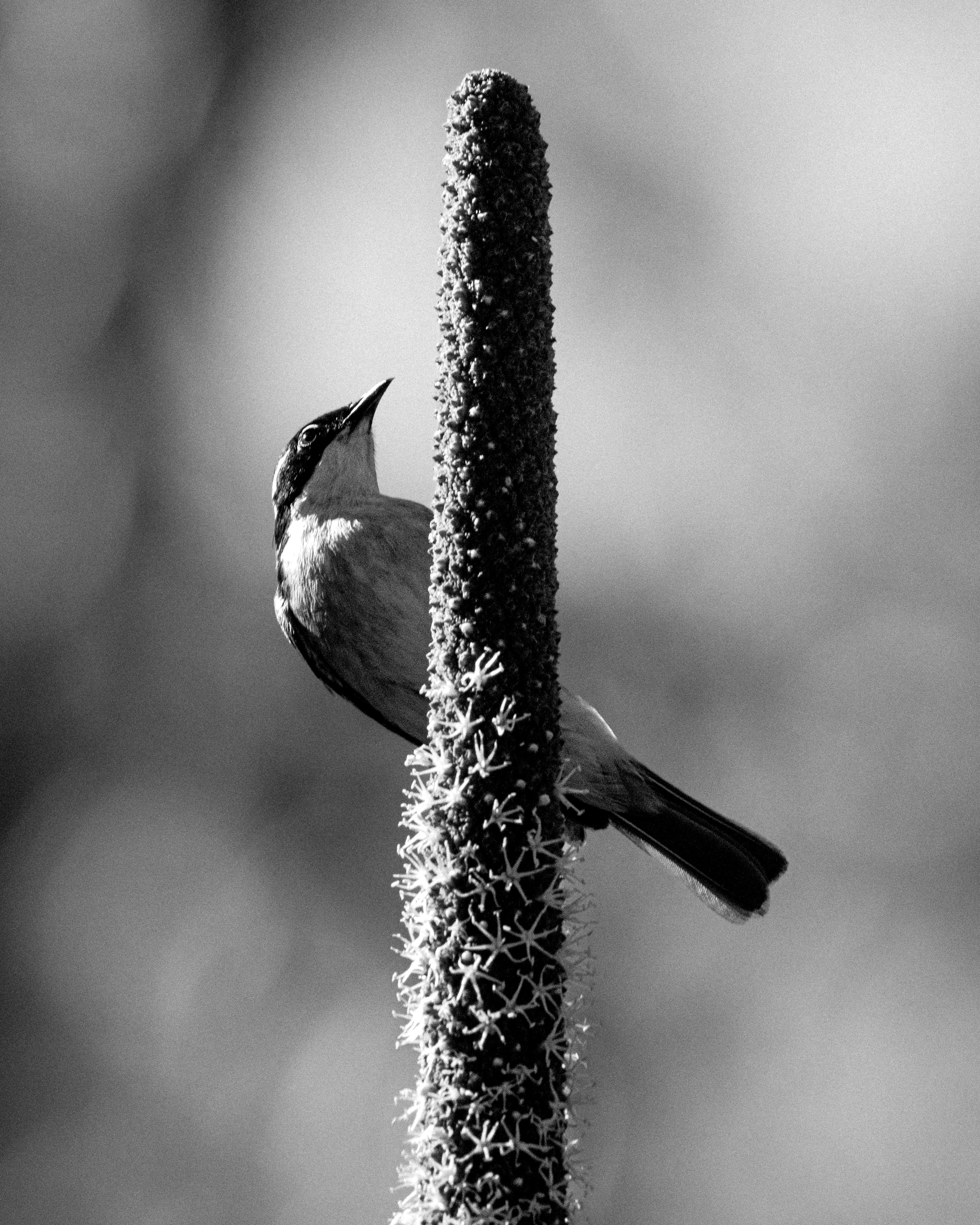White-throated Honeyeater
